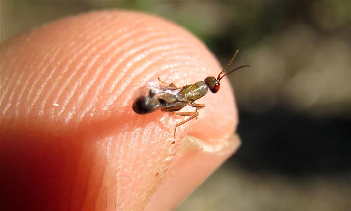 Eurytomidae: cfr.  Sycophila sp.